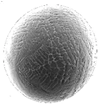 (参考)ガスアトマイズ鉄粉